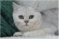 /harriet