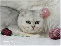 /harriet
