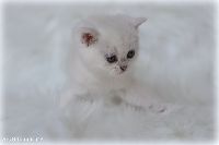 /ivory