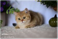 /hermiona