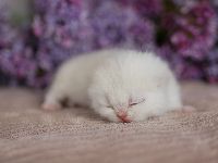 /gigi