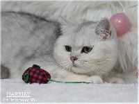 /harriet