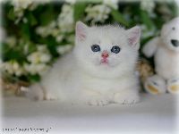 /gigi
