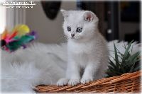 /ivory
