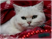 /harriet