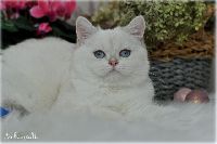 /opal