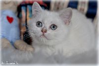 /opal