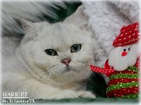/harriet