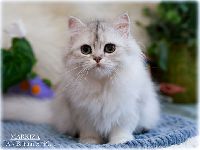 /markiza