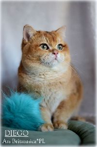 /diego