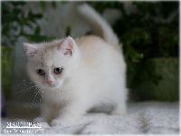 /marcepan