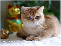 /princessa
