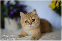 /hermiona