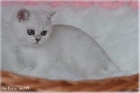 /ivory