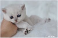 /ivory