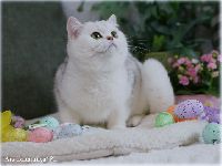 /gigi