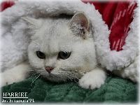 /harriet