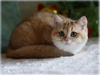 /paloma