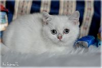 /opal