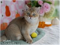 /teddy