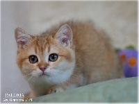/paloma