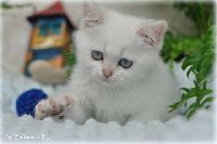 /bluebell