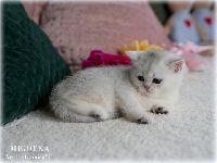 /migotka