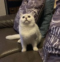 /ian