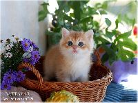 /baltazar