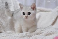 /gigi