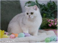 /gigi