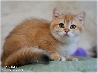 /paloma