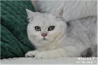 /harriet