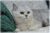 /harriet