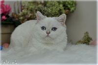 /opal