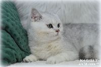 /harriet