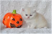 /harriet