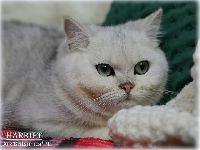 /harriet