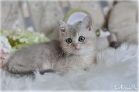 /rascal