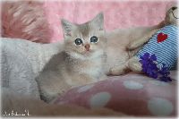 /rascal