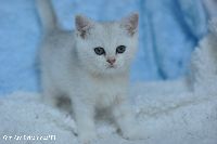 /gigi