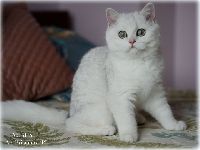 /albus