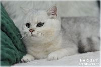 /harriet