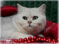 /harriet
