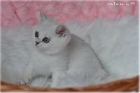 /ivory