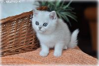 /ivory