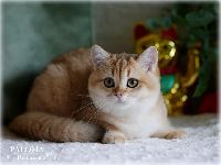 /paloma