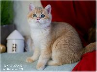 /baltazar