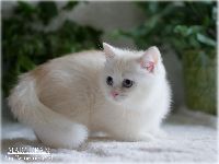 /marcepan