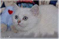 /opal